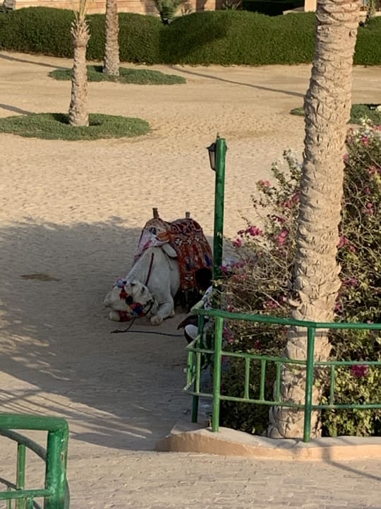 Sport & Freizeit Desert Rose