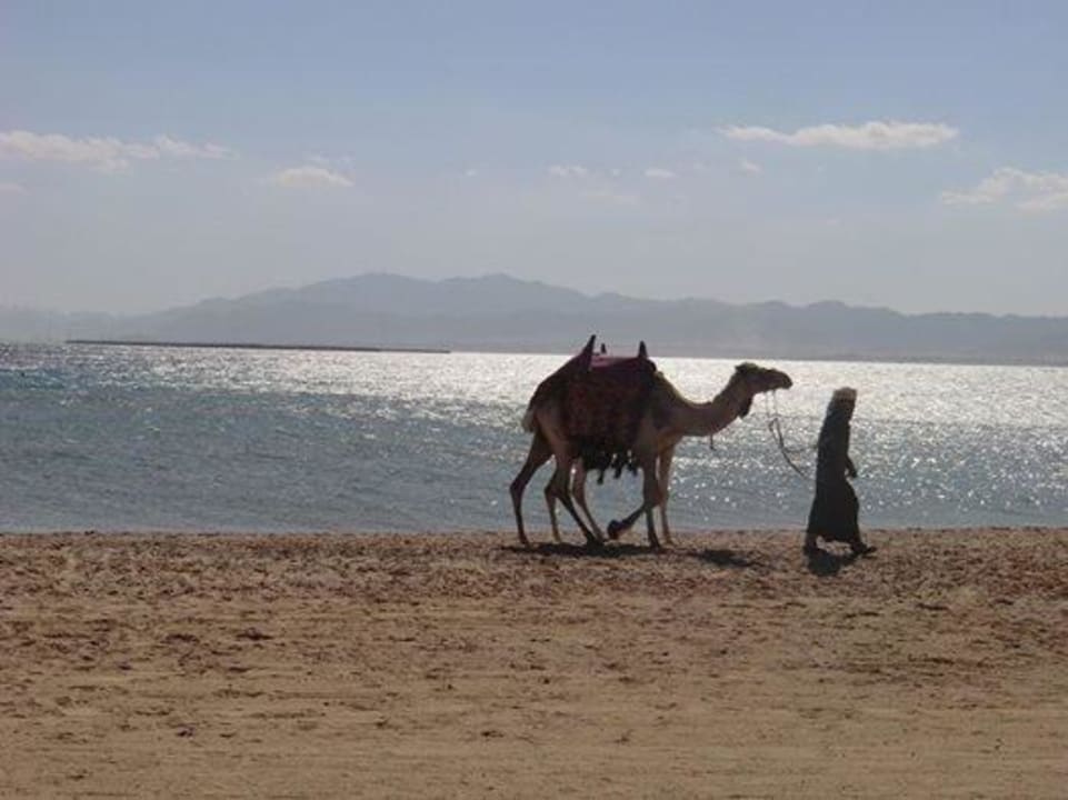 Wieviele Beine hat ein Dromedar? Hotel Kempinski Soma Bay