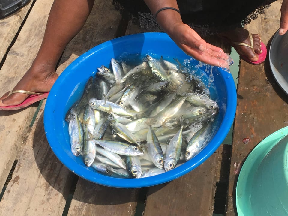 Ryby na molo Oasis Salinas Sea