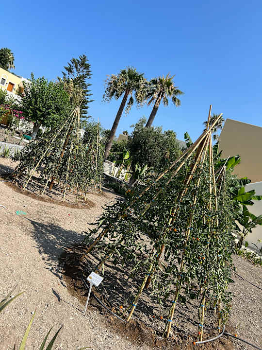 Gartenanlage Grecotel Casa Paradiso