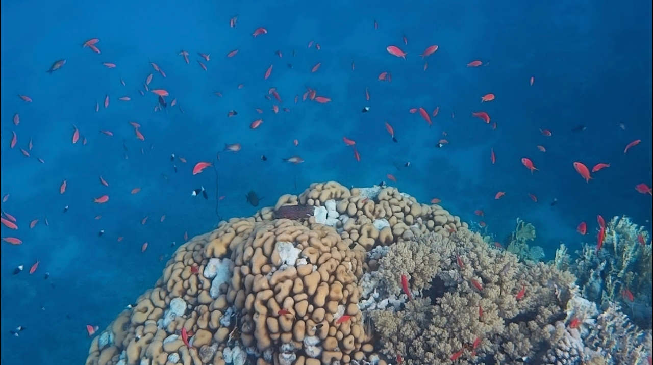 Strand JAZ Neo Reef Marsa