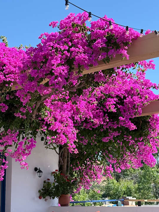 Gartenanlage Ekaterini Hotel