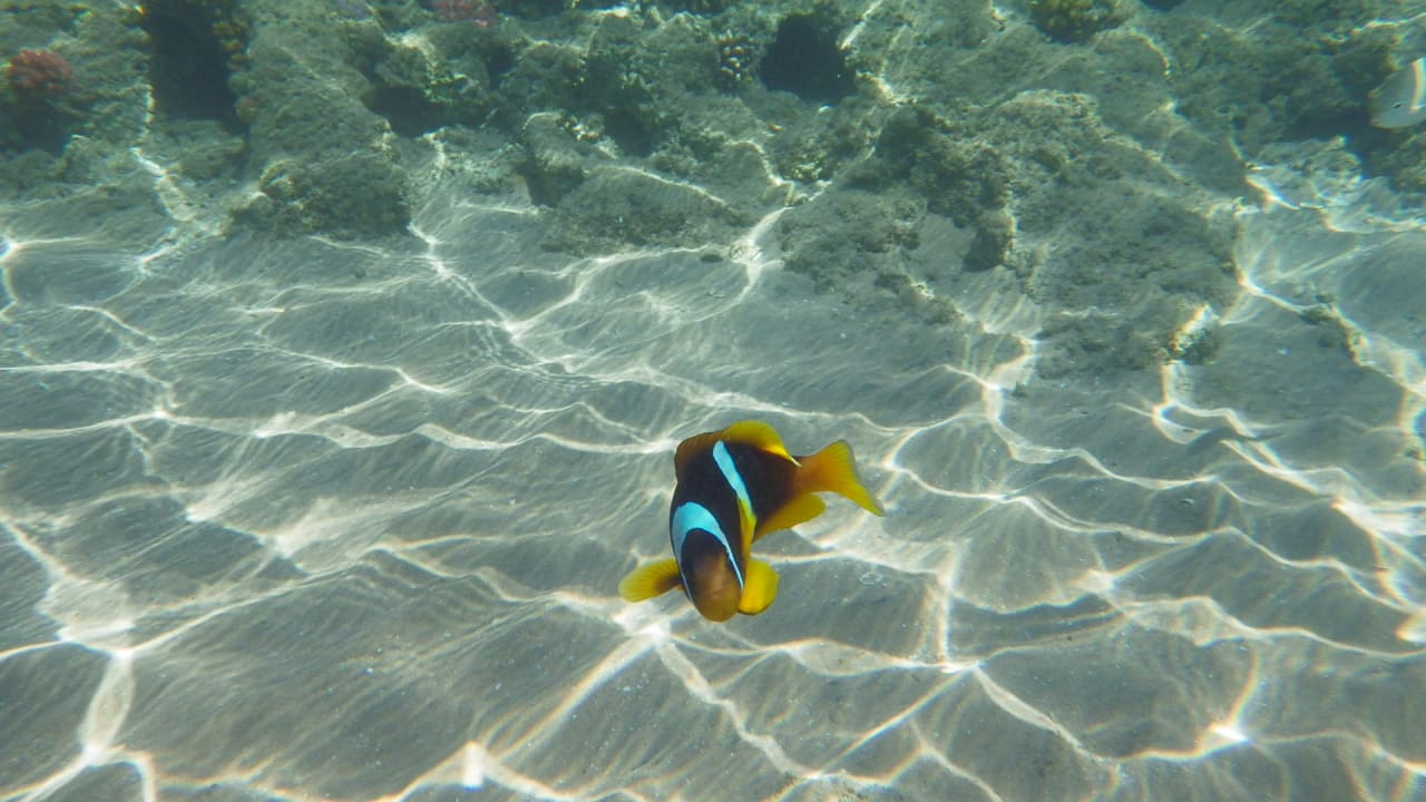 Strand Pickalbatros Aqua Park Resort - Hurghada