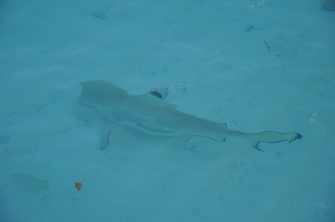 Überall zu sehen, Riffhaie Kuramathi Maldives