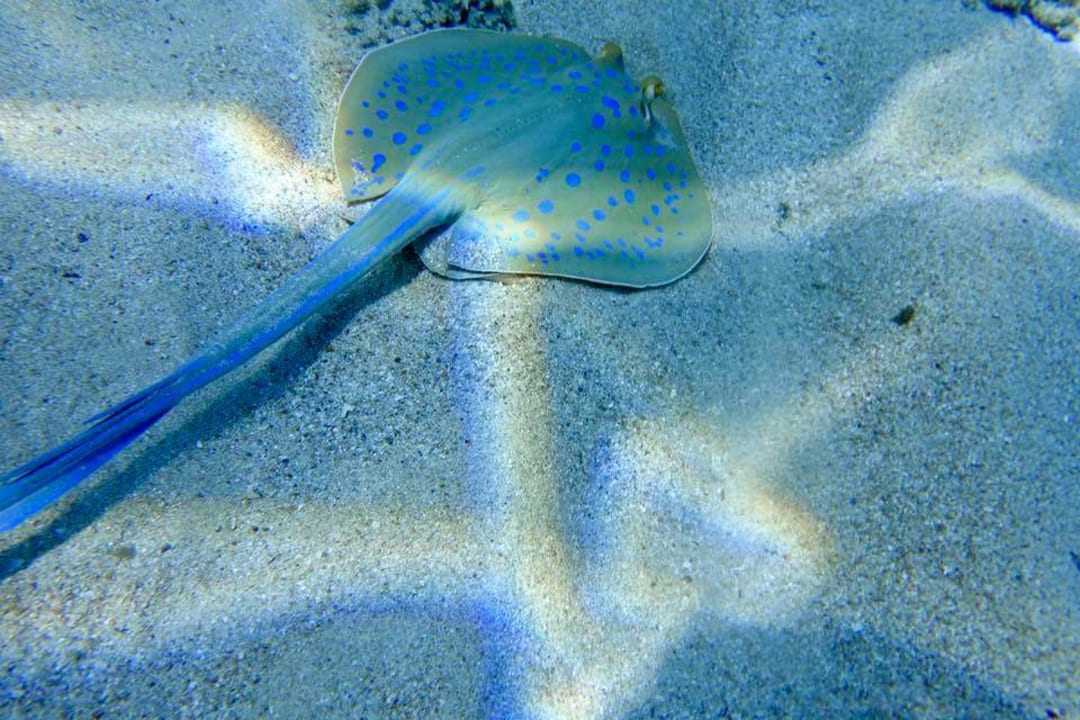 Strand Pickalbatros Citadel Resort