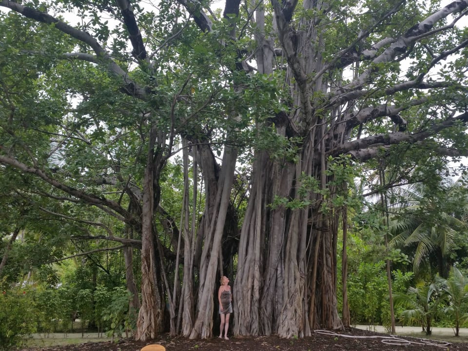 Riesen Luftwurzeln Meeru Maldives Resort Island