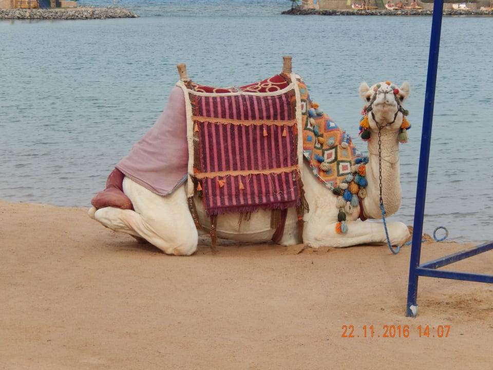 Casanova das Kamel  Desert Rose