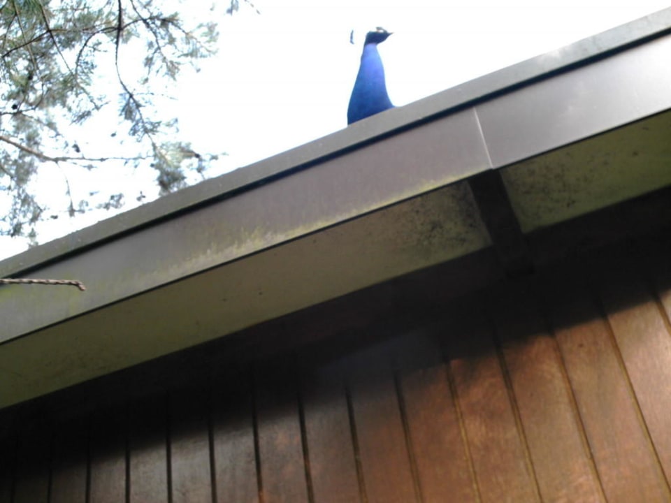 Der Pfau auf dem Dach Park Molenheide