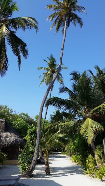 Palmen Kuredu Island Resort & Spa