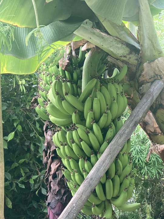 Gartenanlage BLUESEA Costa Jardin Spa