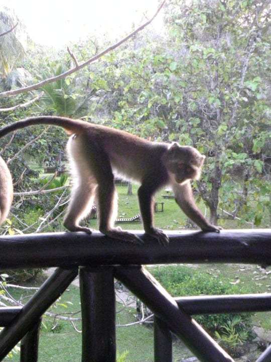 Besuch auf dem Balkon Hotel Papillon Lagoon Reef