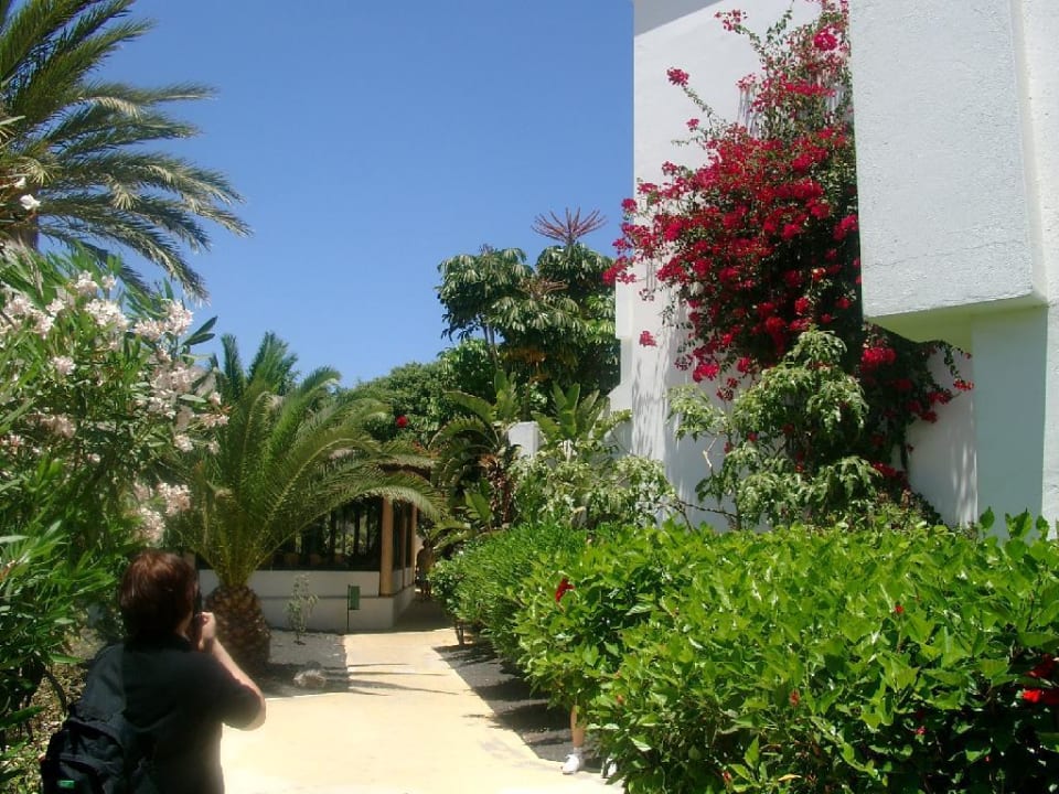 Schöne Anlage allsun App.-Hotel Albatros