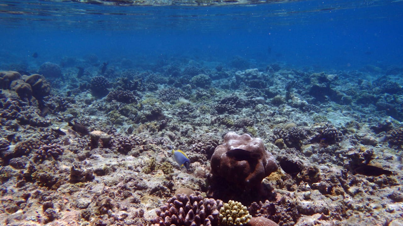 Unter dem Meer Kuramathi Maldives