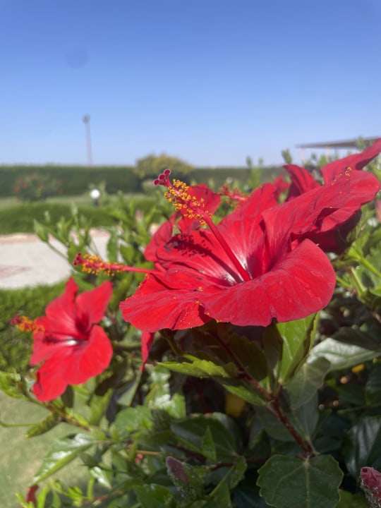 Gartenanlage Three Corners Happy Life Beach Resort