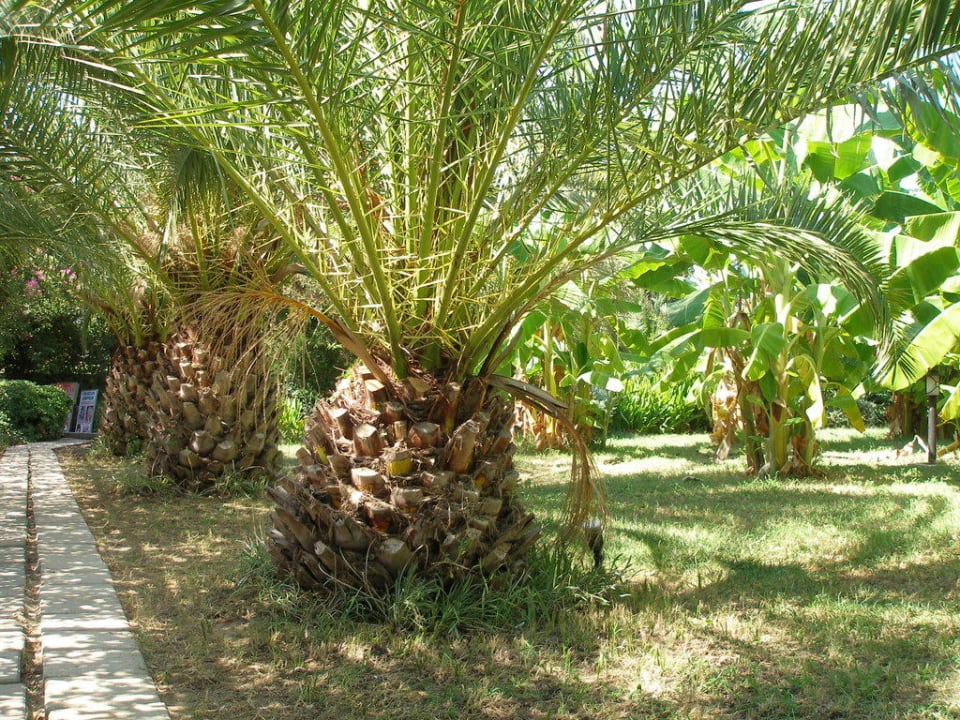 Palm trees garden Aydinbey Gold Dreams