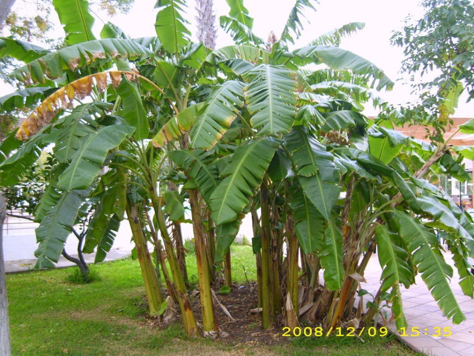 Grünanlagen Bungalows Cordial Sandy Golf