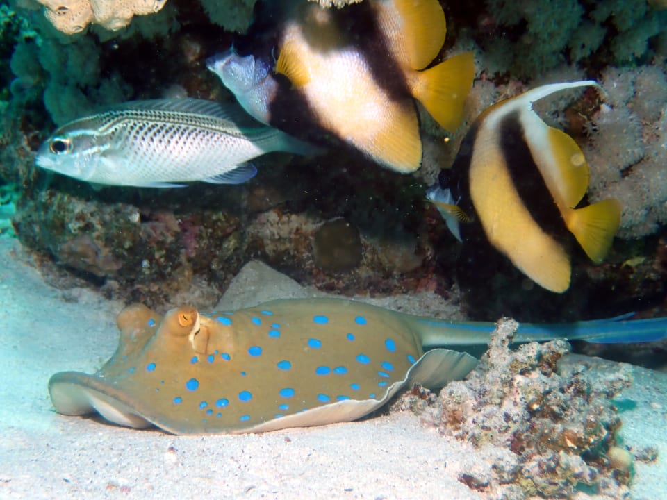 Sport & Freizeit Utopia Beach Club