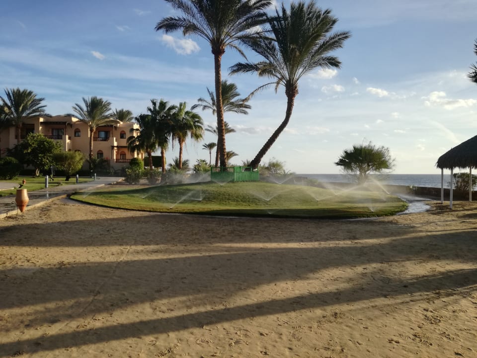 Palmen haben Durst Jaz Solaya