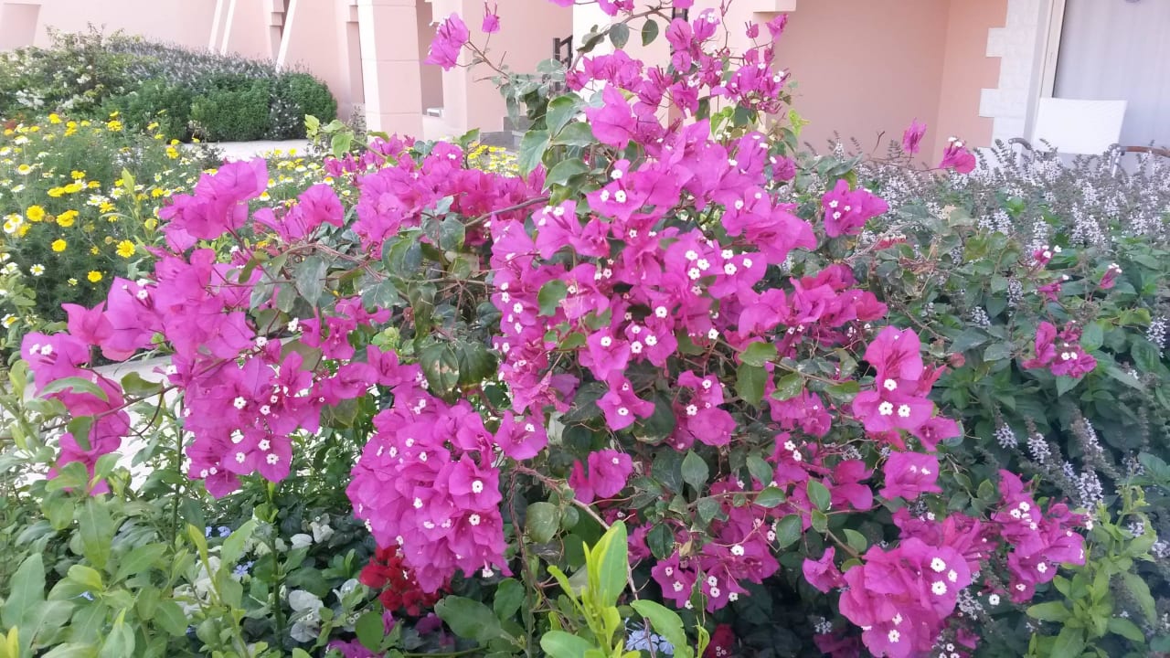 Duftende Blüten Jasmine Palace Resort & Spa