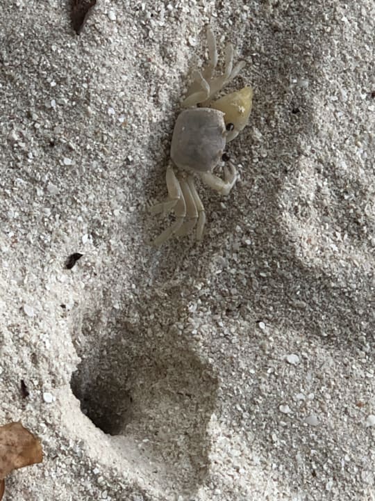 Strand Adaaran Select Meedhupparu Island Resort - Premium All Inclusive