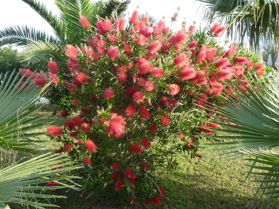 Wunderschöne Gartengestaltung  Seaden Sea World Resort & Spa