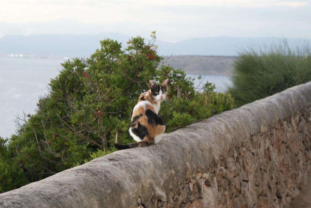 Katze: "Stör mich nicht!" Sun Club Eldorado