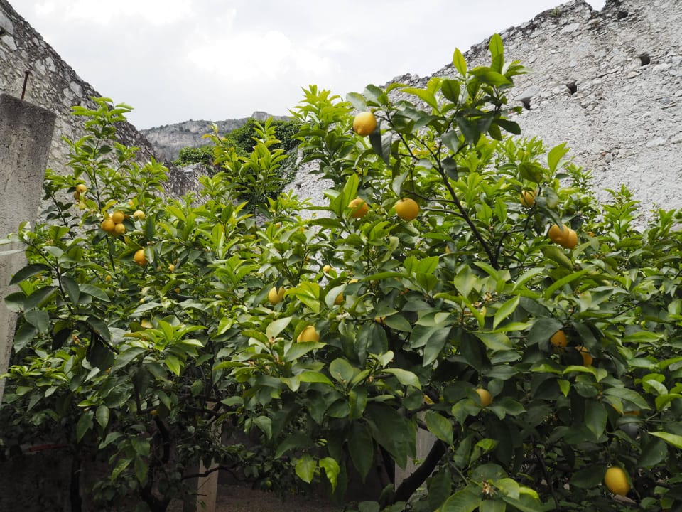 Gartenanlage Hotel Caravel