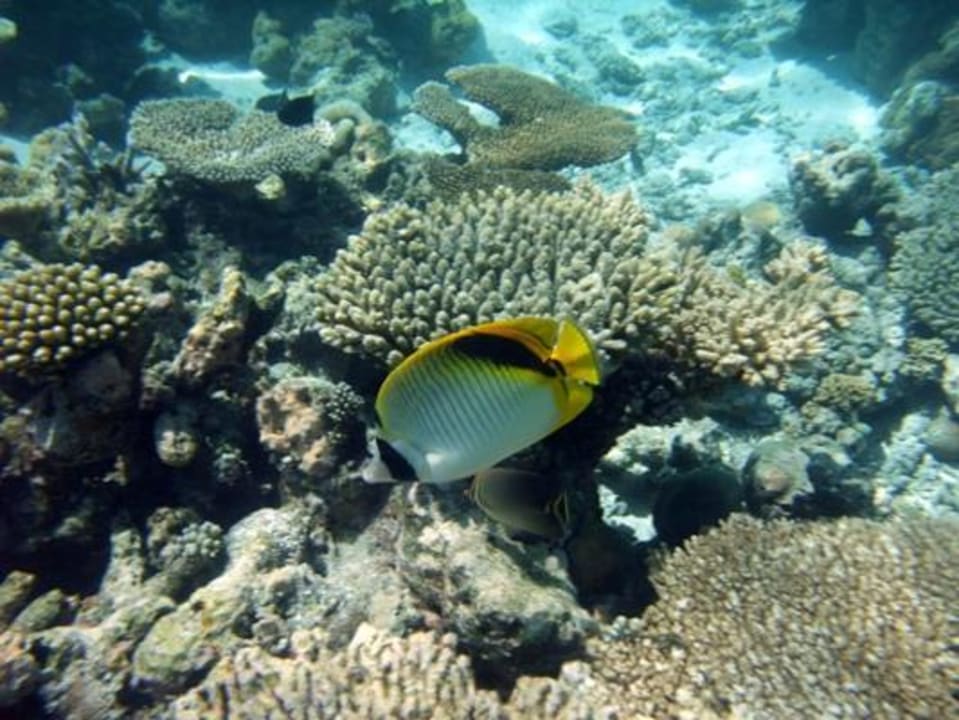 Unterwasser Eri Maldives
