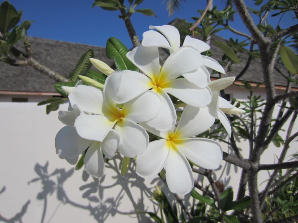 Lieblingsblume Vilamendhoo Island Resort & Spa