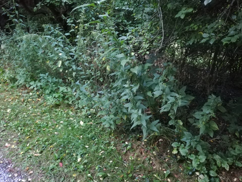 Gartenanlage Apartment Hockmannshof