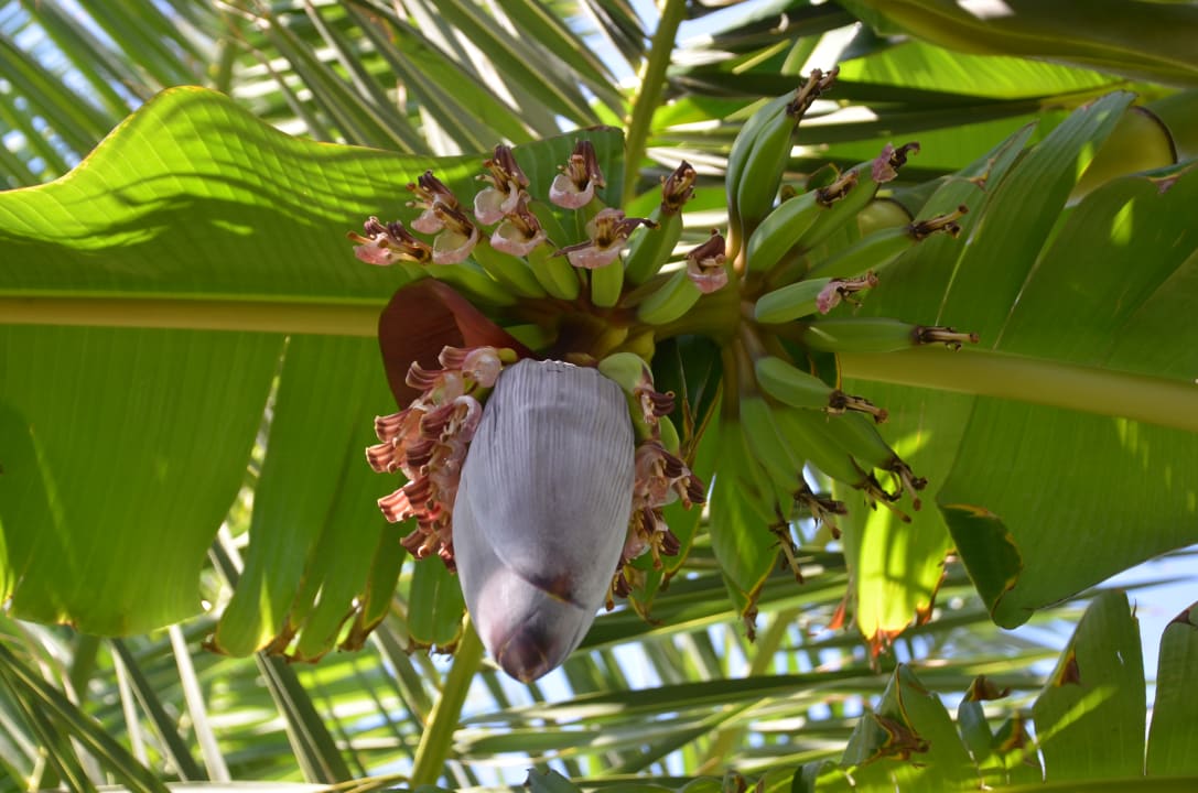 Gartenanlage HARPIN Happy Days Beach Hotel
