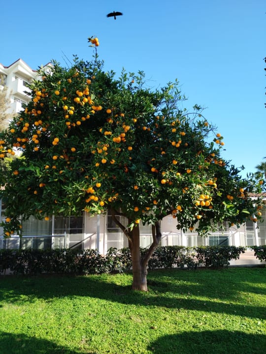 Gartenanlage Seher Kumköy Star Resort & Spa