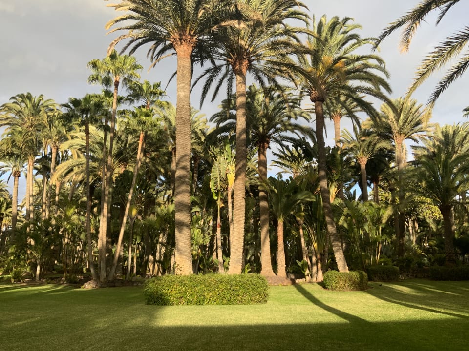 Gartenanlage Hotel Riu Palace Oasis