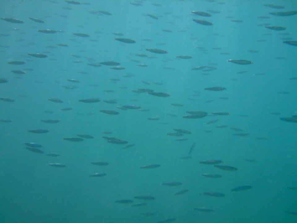 Plaża Stella Garden Resort & Spa, Makadi Bay