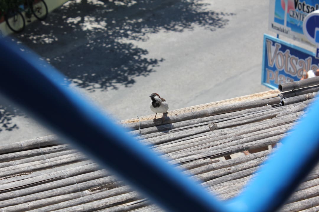 Einer der vielen Spatzen... Votsalakia Beach