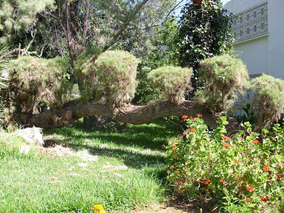 Einfach nur schön The Orangers Beach Resort and Bungalows