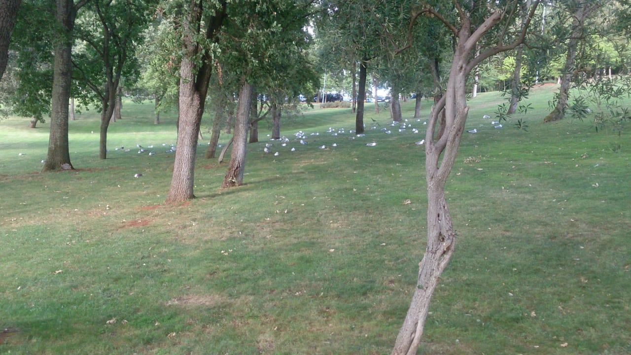 Gartenanlage Hotel Albatros Plava Laguna
