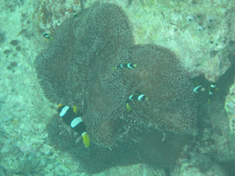 Anemonenfisch Adaaran Select Hudhuran Fushi - Premium All Inclusive