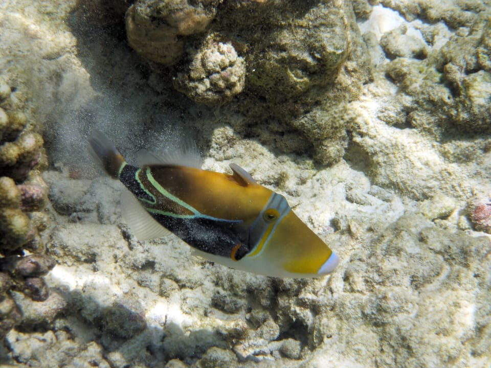 Snorkling NH Collection Maldives Reethi Resort