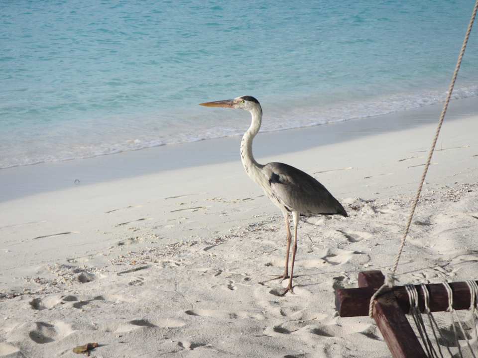 Reiher Kuramathi Maldives