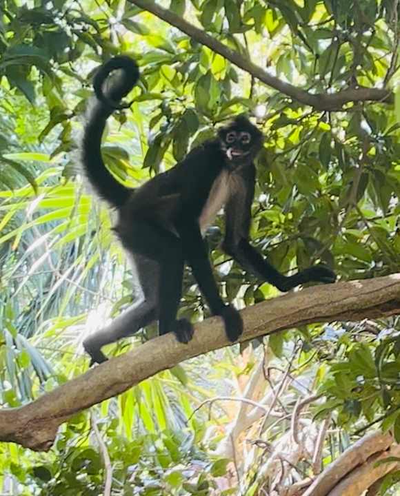 Gartenanlage Grand Palladium Colonial Resort & Spa