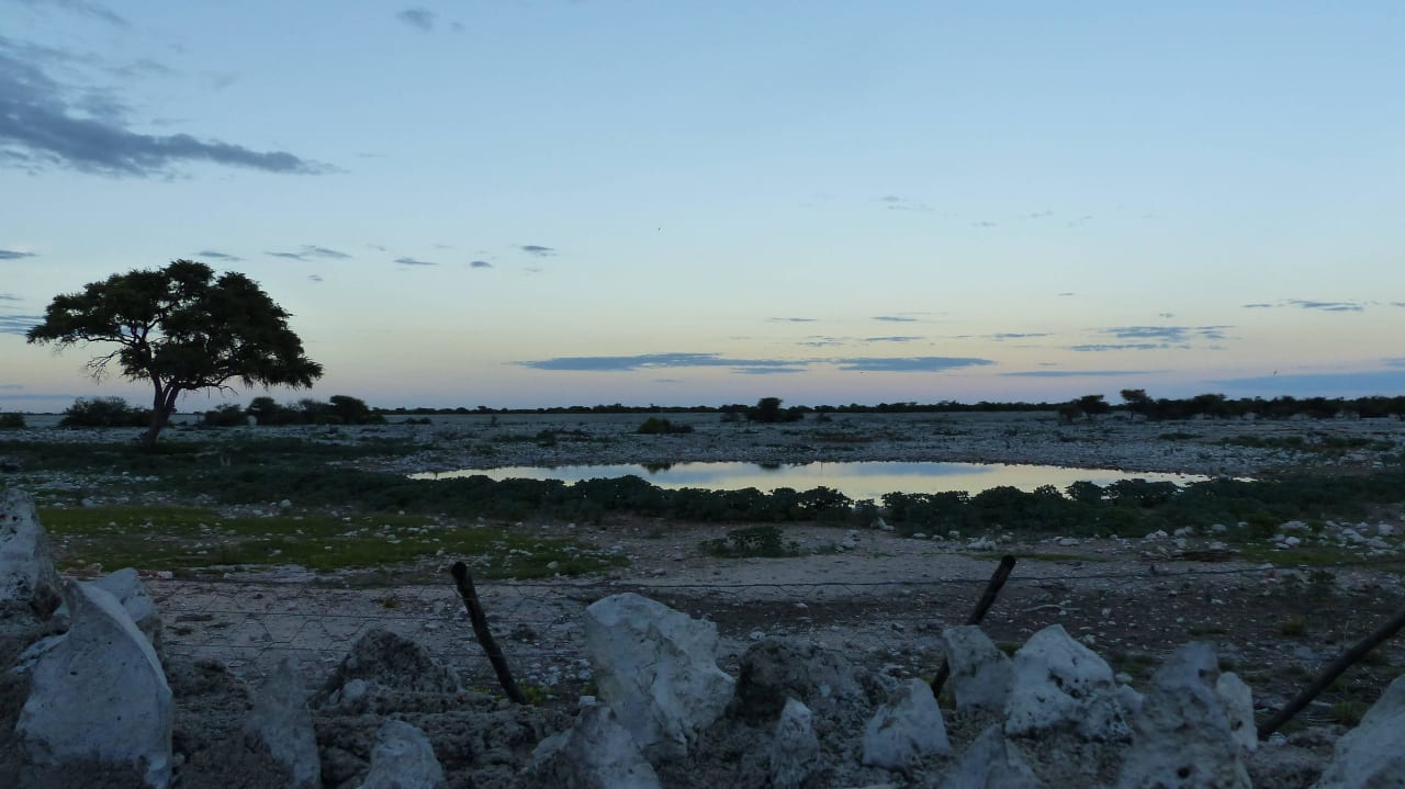 Wasserloch am frühen Morgen Okaukuejo Camp