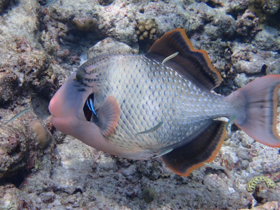 Sport & Freizeit NH Collection Maldives Reethi Resort