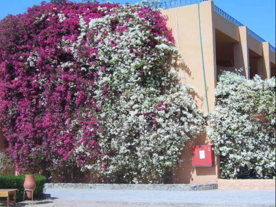 Blumen Pracht Giftun Azur Resort