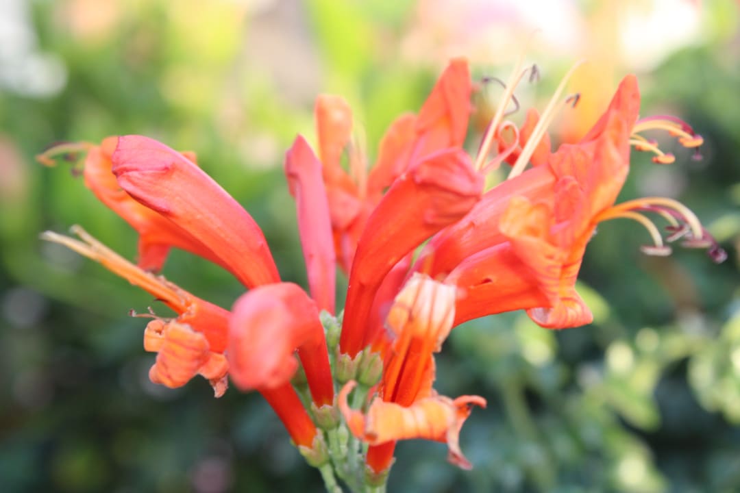 Gartenanlage Three Corners Equinox Beach Resort