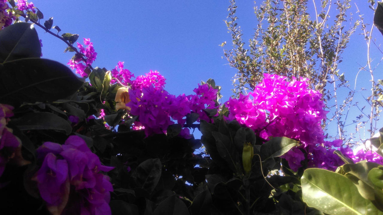 Gartenbepflanzung Apartments Villa Marina