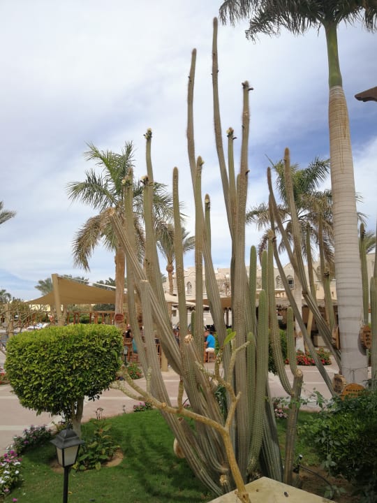 Gartenanlage Hotel JAZ Makadi Star & Spa