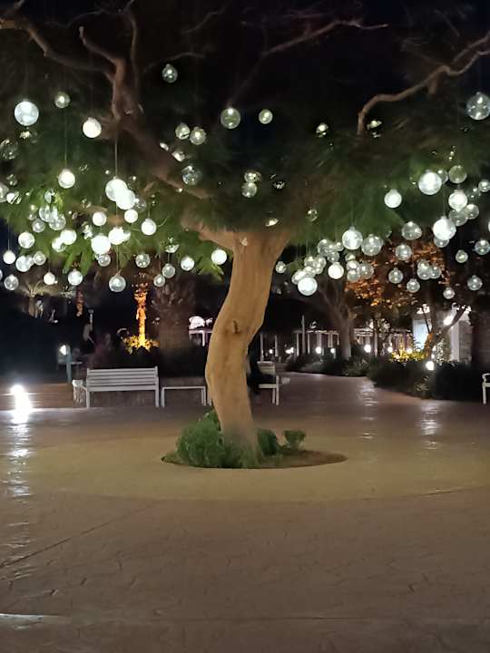 Gartenanlage Desert Rose