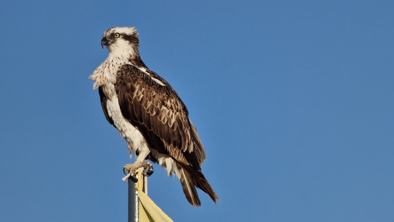 Sonstiges Steigenberger Coraya Beach - Adults only