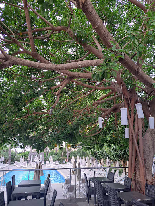 Gartenanlage Hotel Riu Festival